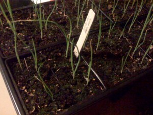 Hardening off onion seedlings Hardening off onion seedlings